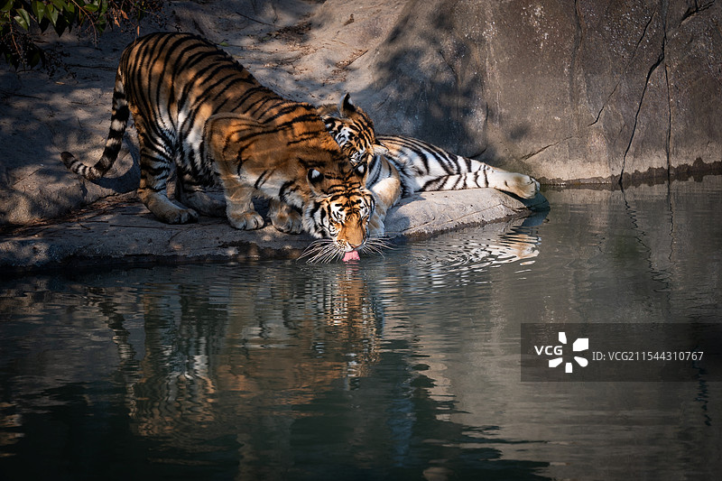 正在喝水的东北虎图片素材
