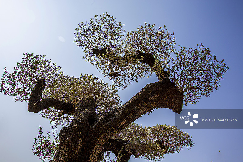 广东佛山顺德陈村花卉世界里的西班牙油橄榄树景观图片素材
