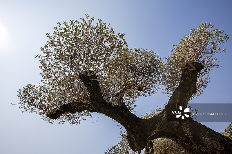 广东佛山顺德陈村花卉世界里的西班牙油橄榄树景观图片素材