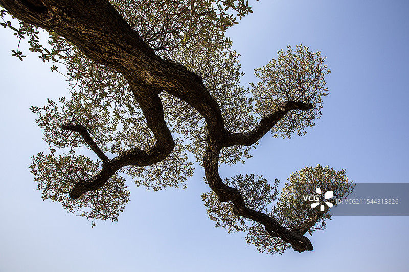 广东佛山顺德陈村花卉世界里的西班牙油橄榄树景观图片素材