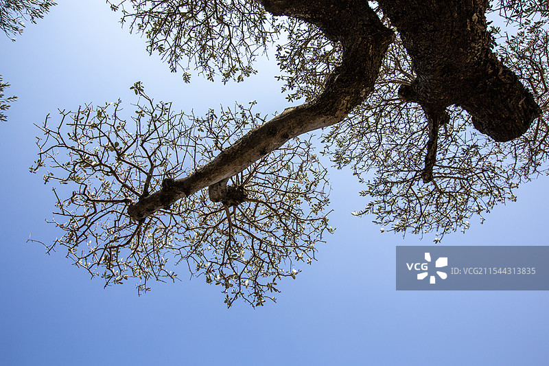 广东佛山顺德陈村花卉世界里的西班牙油橄榄树景观图片素材