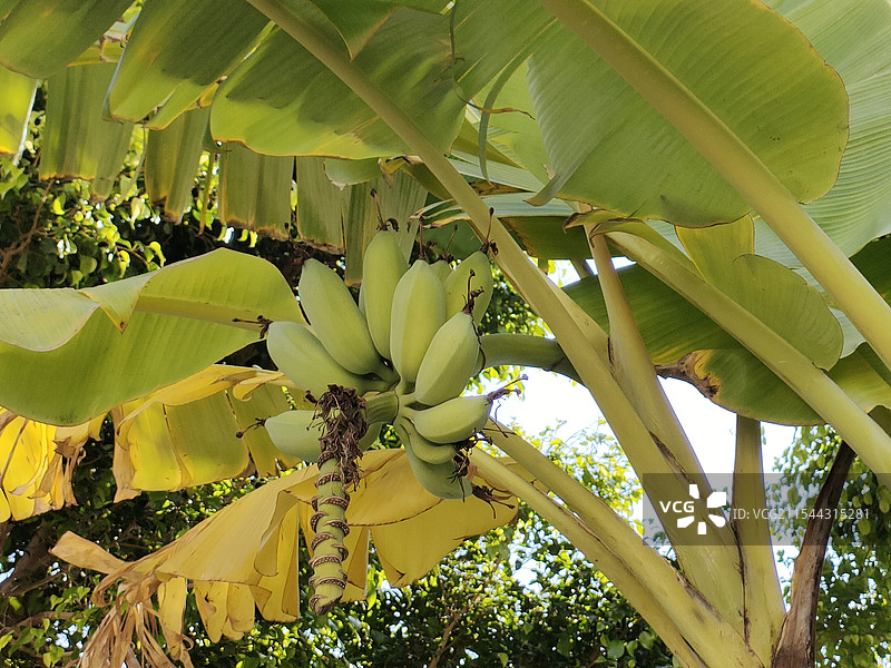 芭蕉的低视角俯拍图片素材