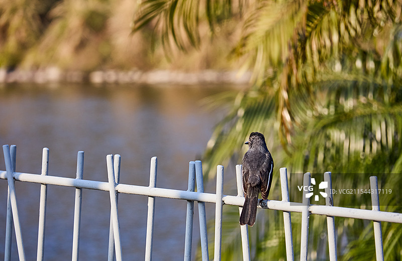 厦门上李水库栖息在栏杆上的鹊鸲鸟图片素材