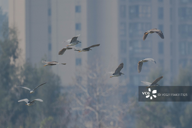 夜鹭群图片素材