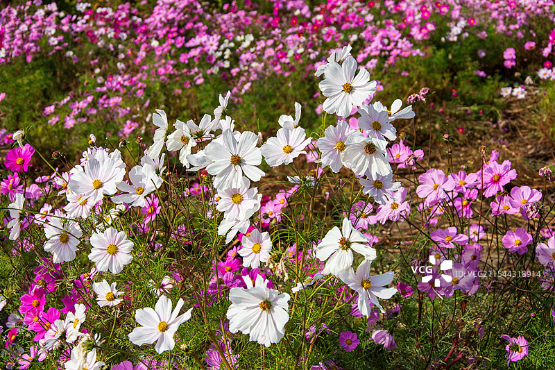 乌鲁木齐人民公园秋景：盛开的大波斯菊图片素材