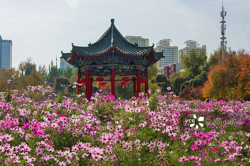 乌鲁木齐人民公园秋景：盛开的大波斯菊图片素材
