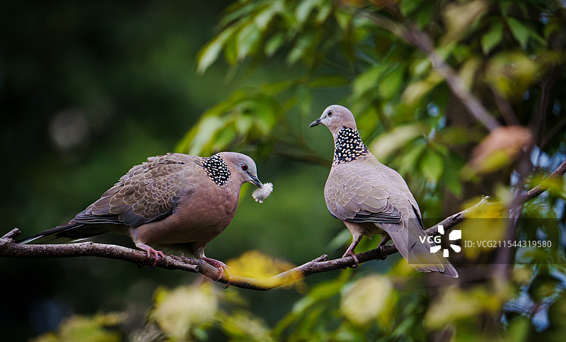 栖息在树枝上的鸟的特写镜头图片素材