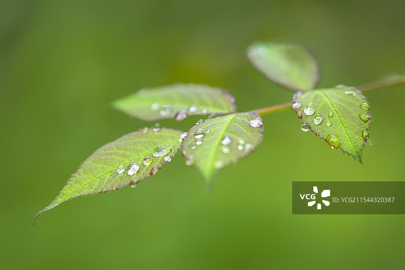 春雨中一抹清新的绿色枝叶图片素材