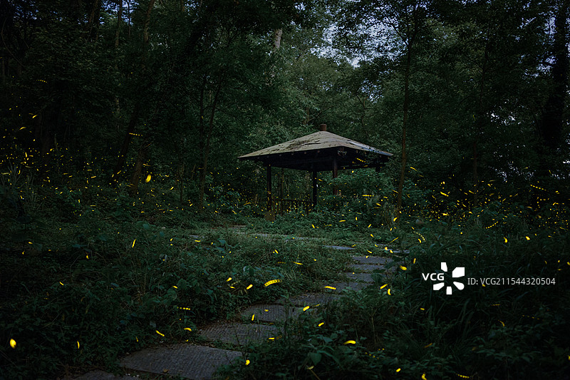 森林中的萤火虫图片素材