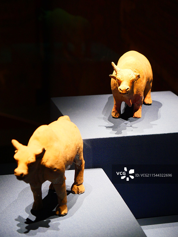 两头牛图片素材