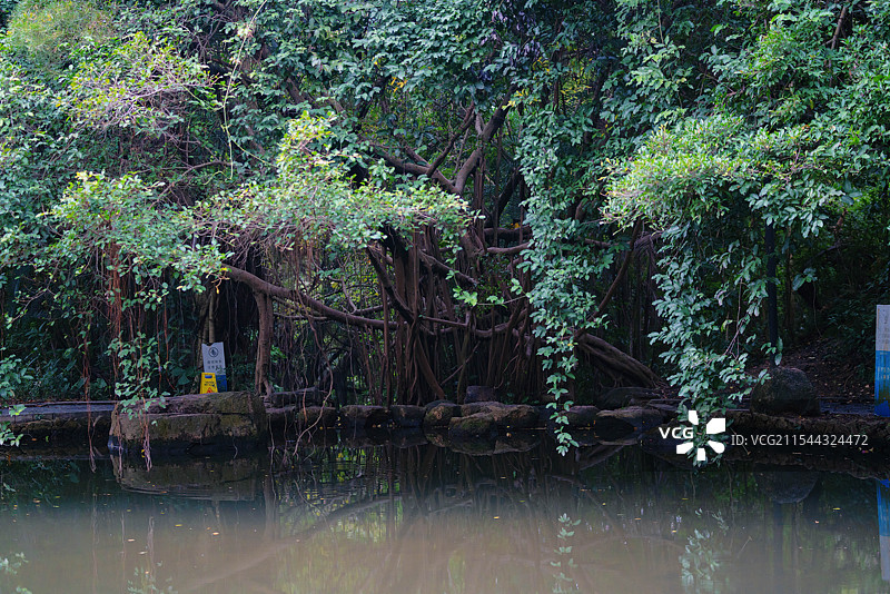 中国广东省深圳市南山区，燕晗山郊野公园，冬季雨雾天气，公园环境之美！图片素材