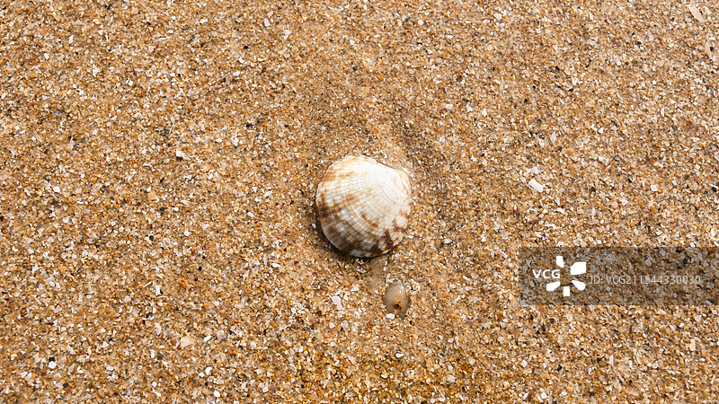 被海水冲到沙滩上宝石般的贝壳图片素材