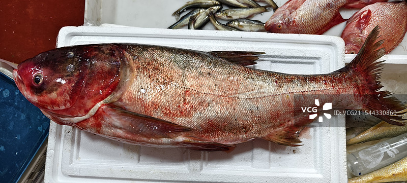 年货大集～胖头鱼图片素材