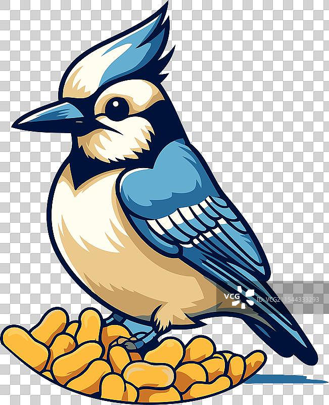 蓝色背景上的蓝松鸦与坚果图片素材