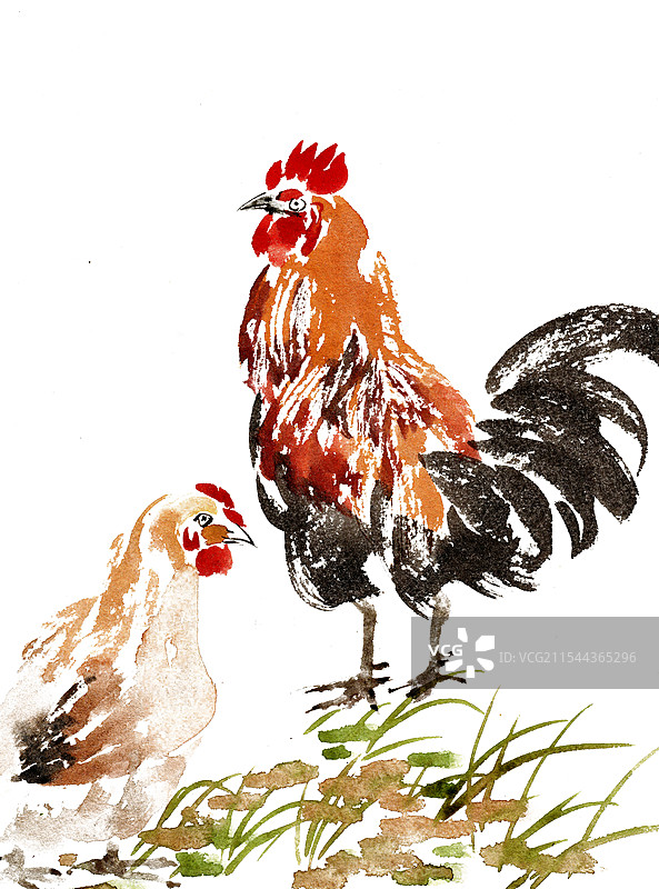 公鸡与母鸡图片素材
