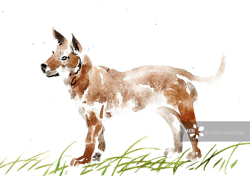 站立的小狗图片素材