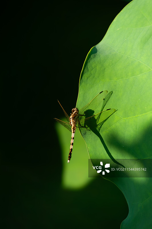 早有蜻蜓立上头图片素材