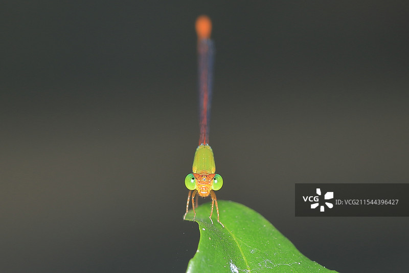 来，看镜头！图片素材