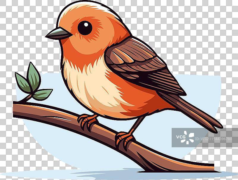 在树枝上的红腹灰雀图片素材