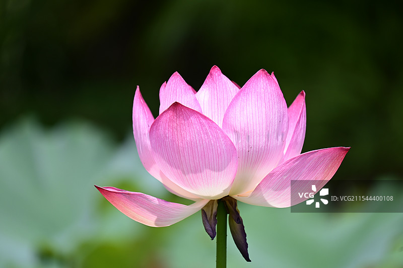 长焦拍荷花图片素材