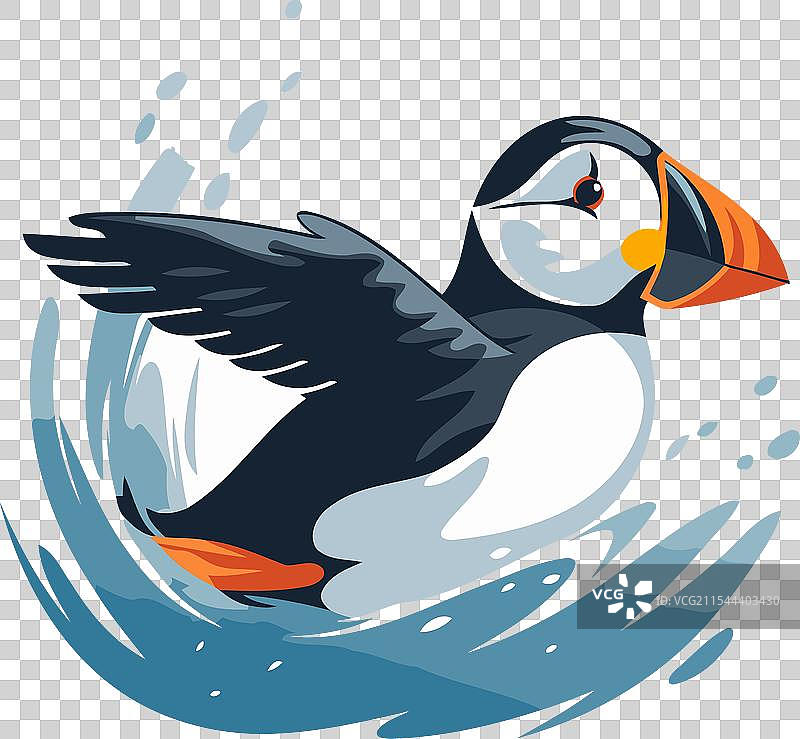 在白色背景上飞翔的海雀在波浪上翱翔图片素材