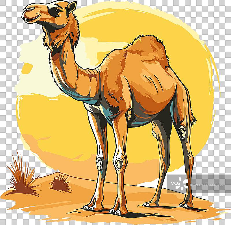 骆驼站在沙子上的骆驼图片素材