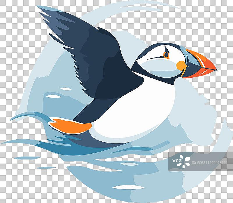 孤立在白色背景上的海雀图片素材