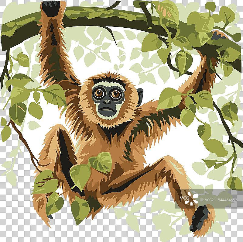 树枝上的长臂猿图片素材