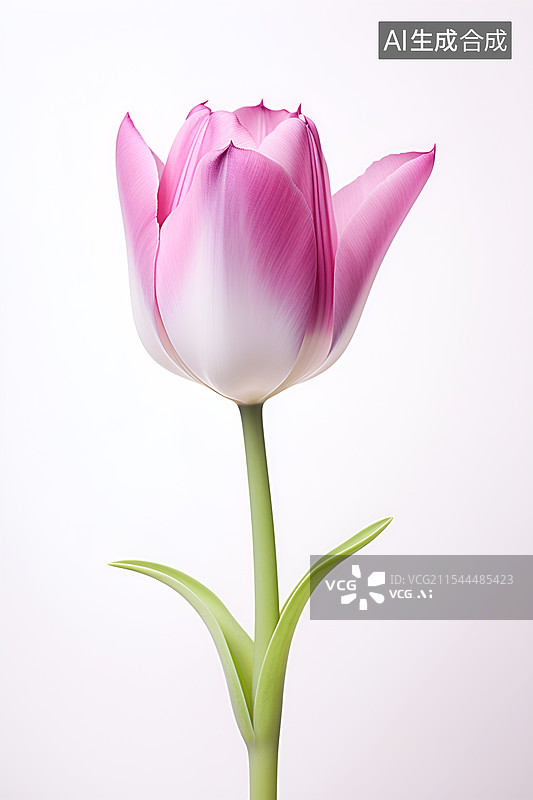 【AI数字艺术】【AI数字艺术】郁金香，郁金香特写图片素材