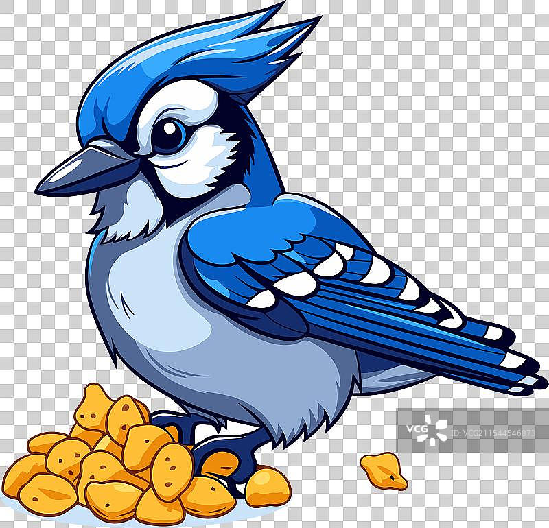 蓝松鸦栖息在一堆花生上图片素材