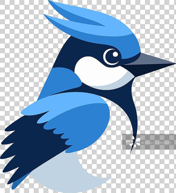 蓝山雀鸟孤立在白色背景上图片素材