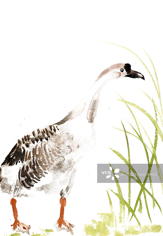 草丛中的鹅图片素材