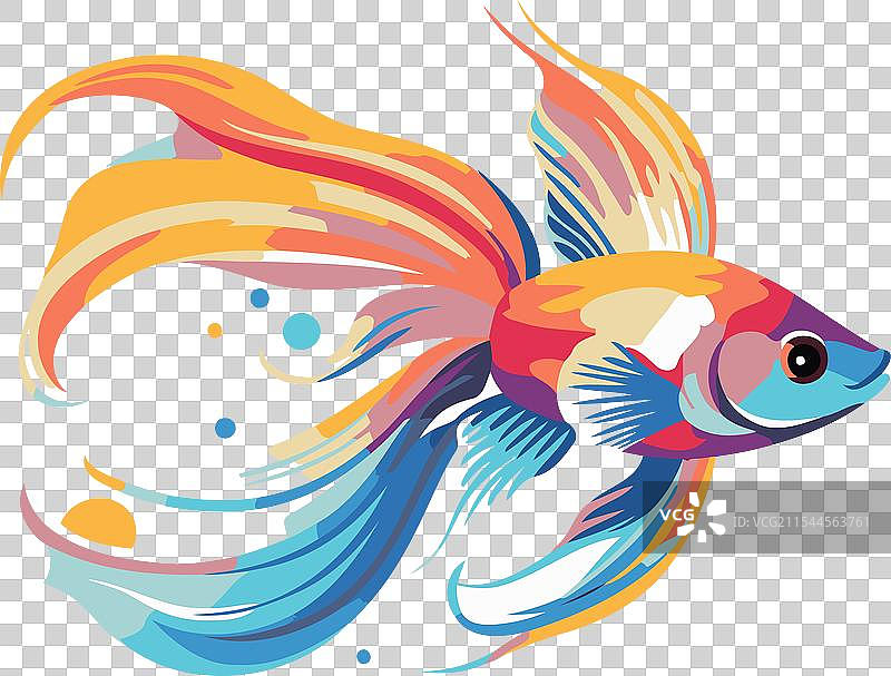 五彩斑斓的金鱼在白色背景上独立展示图片素材