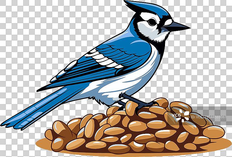 蓝山雀栖息在一堆咖啡豆上图片素材