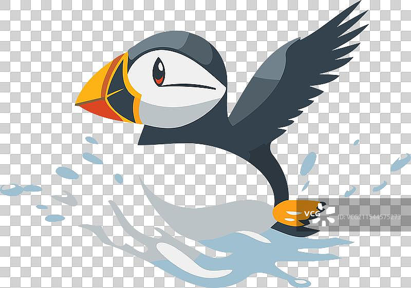 孤立在白色背景上的海雀图片素材