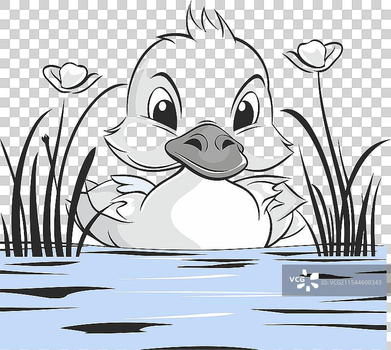 一只可爱的小鸭子在湖中游泳图片素材