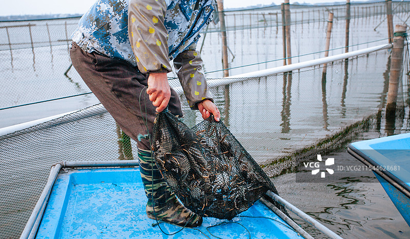 深秋的江苏苏州阳澄湖蟹塘，蟹农养殖捕捞大闸蟹图片素材
