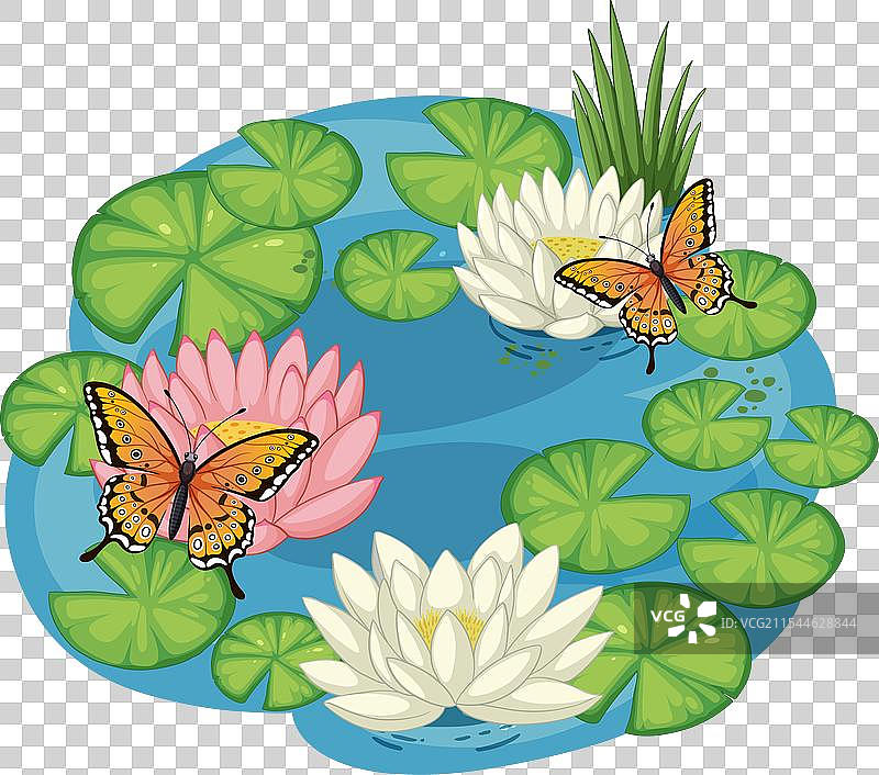 五彩斑斓的蝴蝶在睡莲池上翩翩起舞图片素材