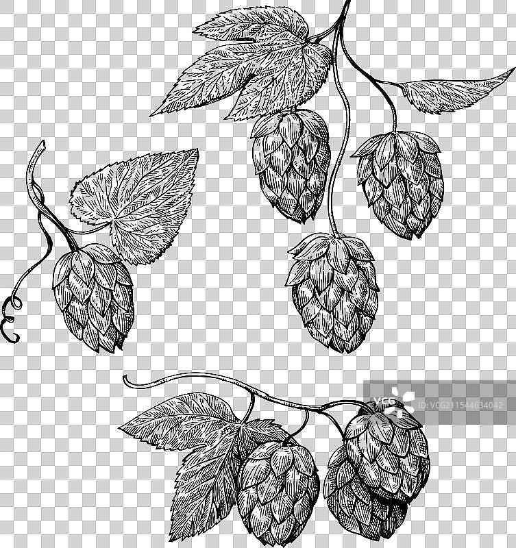 黑白风格的啤酒花锥形图案图片素材