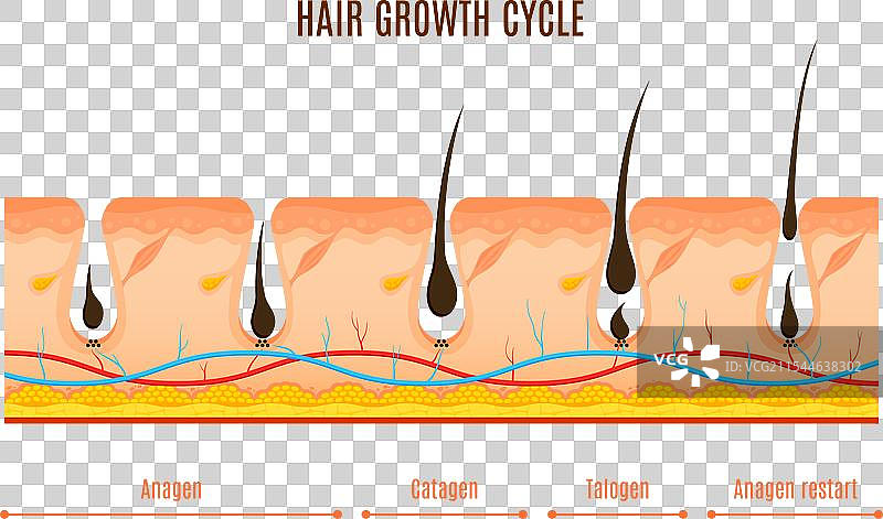毛发生长周期阶段信息图表图片素材