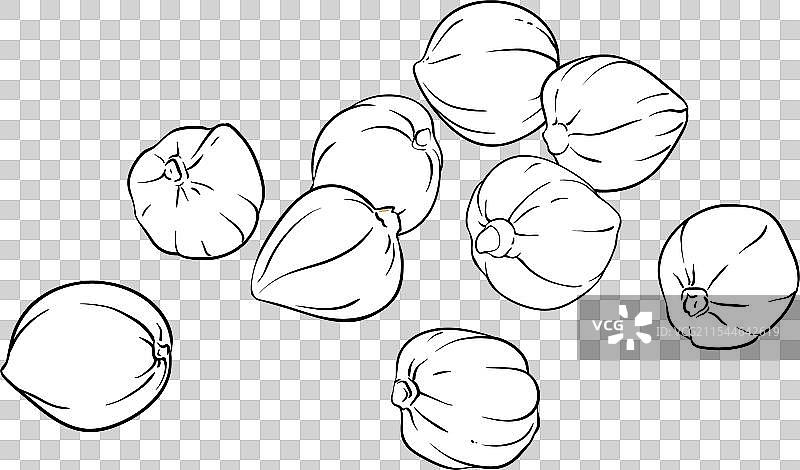 孤立的库库伊坚果轮廓图片素材