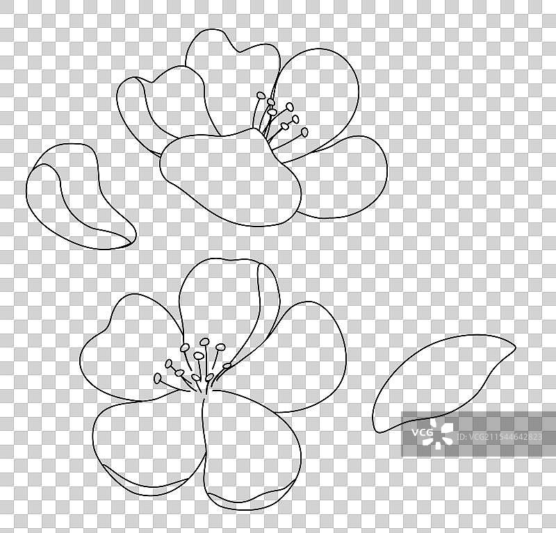 花朵花卉花瓣线稿手绘插画元素图片素材