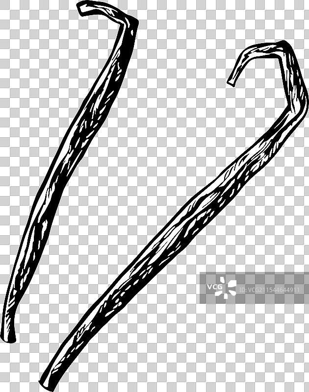 香草荚图形与图像图片素材