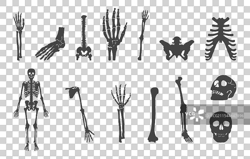 人类骨骼SVG人类骨骼轮廓图片素材