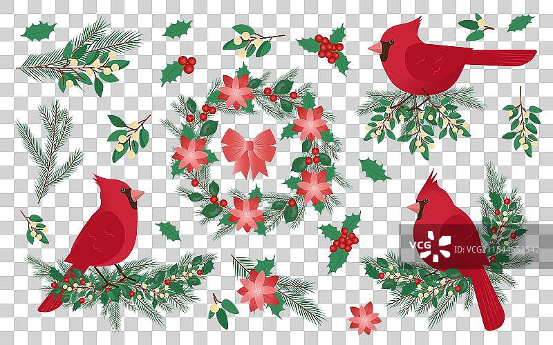 红雀鸟的套装图片素材