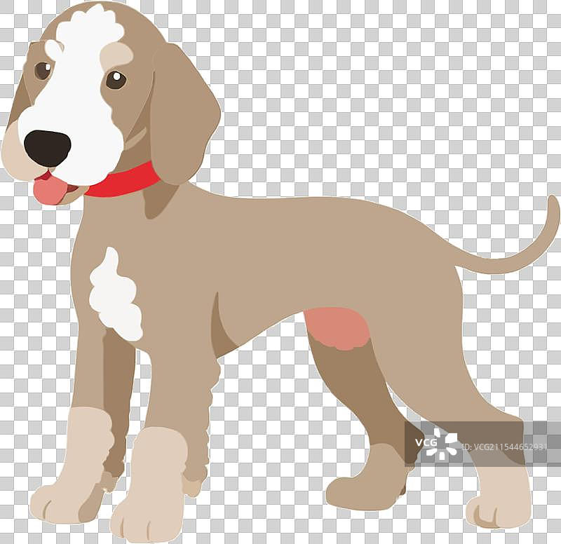 贝尔廷顿犬的胡须美容师的毛发图片素材