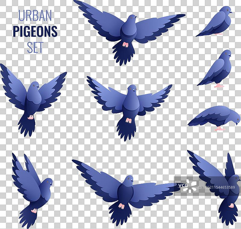 一组孤立的城市鸽子和平鸽平面图像图片素材