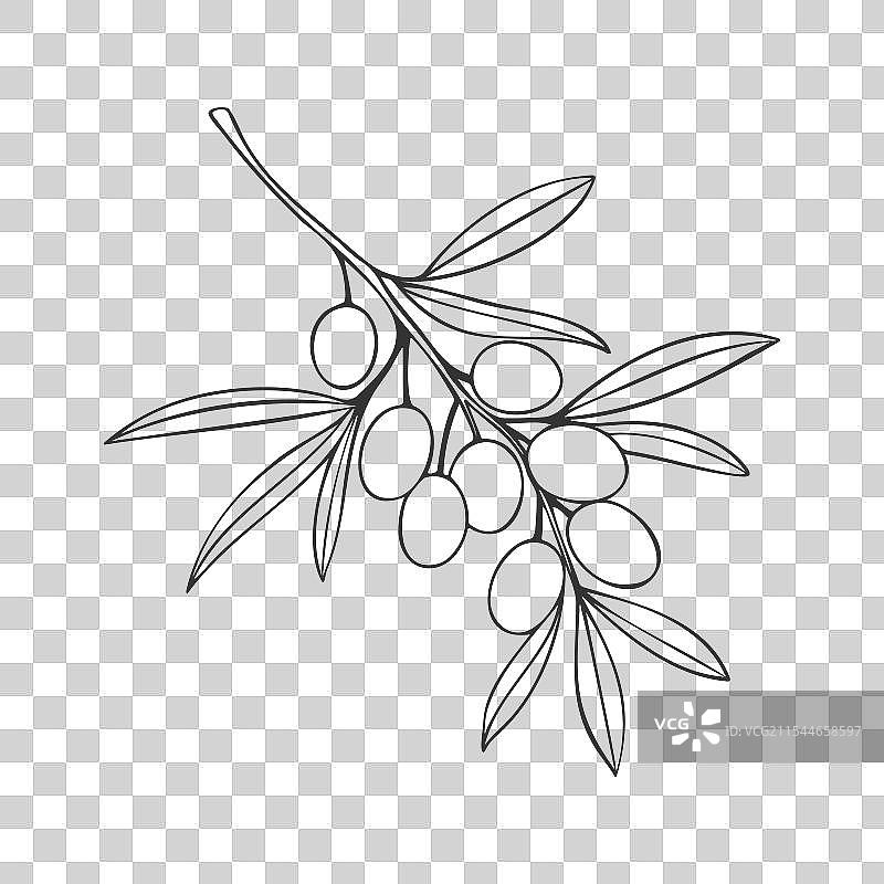 孤立的橄榄枝轮廓手绘图图片素材