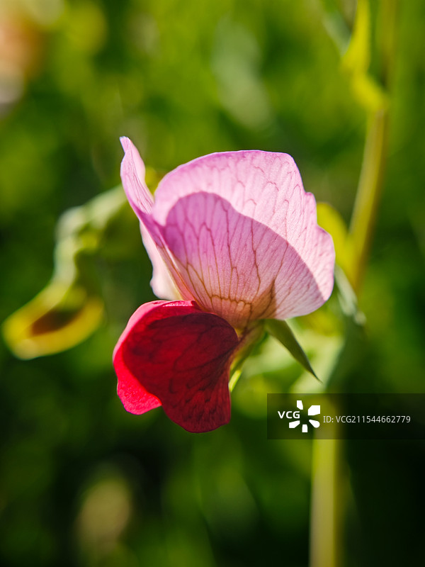 盛开的豌豆花如蝴蝶般舞翩跹图片素材
