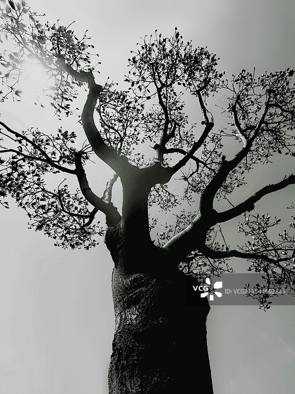 春天里天空下一棵苏醒的树图片素材